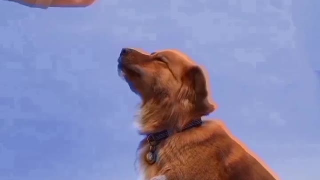 Watching pets learning Hi-fi is just Amazingš¤©