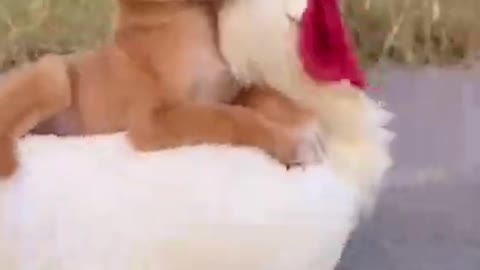 cute doggy video