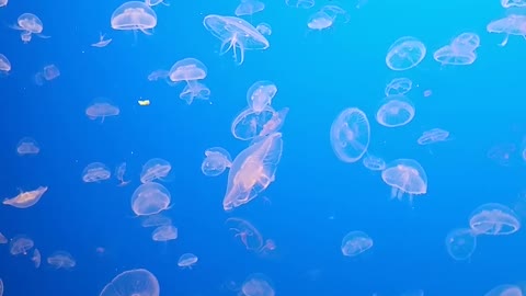 Monterey Aquarium Jellyfish