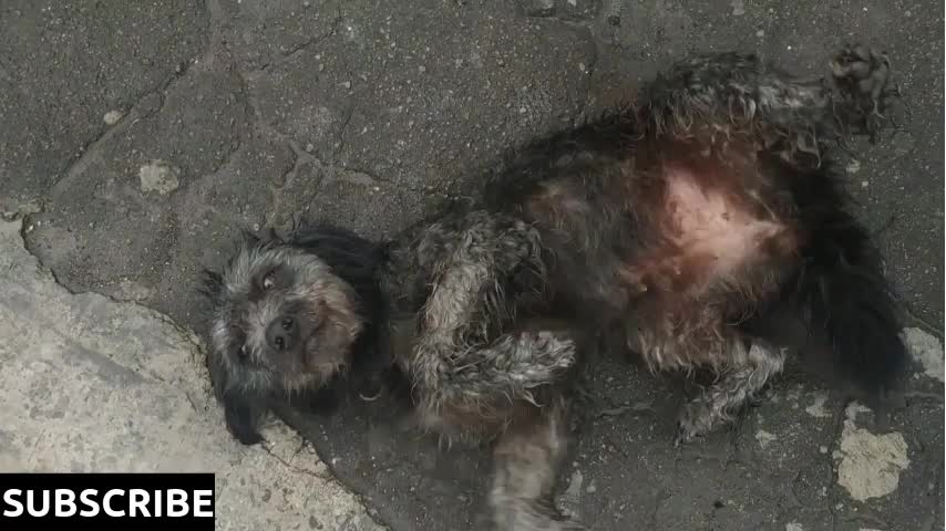 Funny wet dog at the street