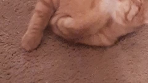 Mr.Baskins trimming