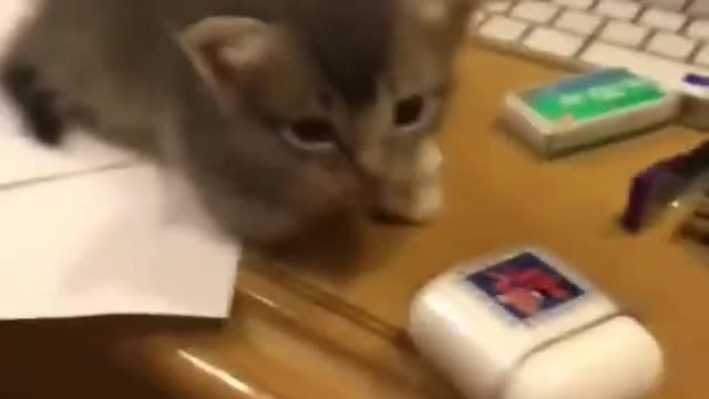Cat sleeping on Headphone