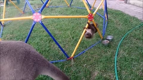 Baby sloths having fun! FUNNIEST Compilation