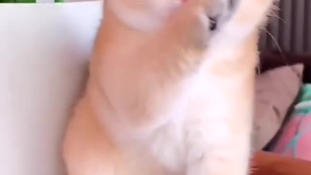 Baby Cat funny movement 😘