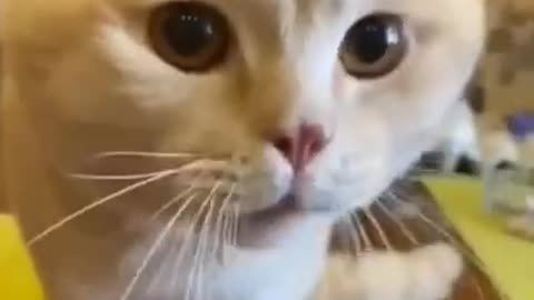 Cat trying to talk funny cat