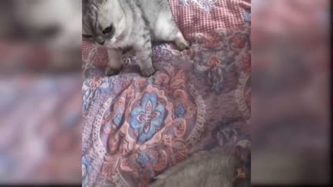 CATS will make you LAUGH YOUR HEAD OFF - Funny CAT compilation1