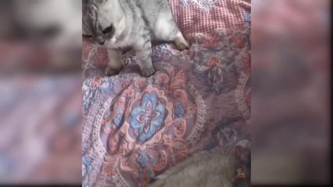 CATS will make you LAUGH YOUR HEAD OFF - Funny CAT compilation1