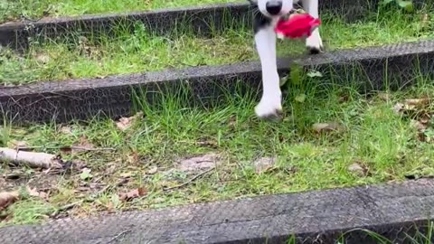 Border Collie Brings You a Flower