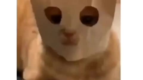 Cat cute viral funny video😹😹