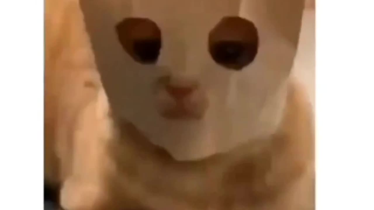 Cat cute viral funny video😹😹