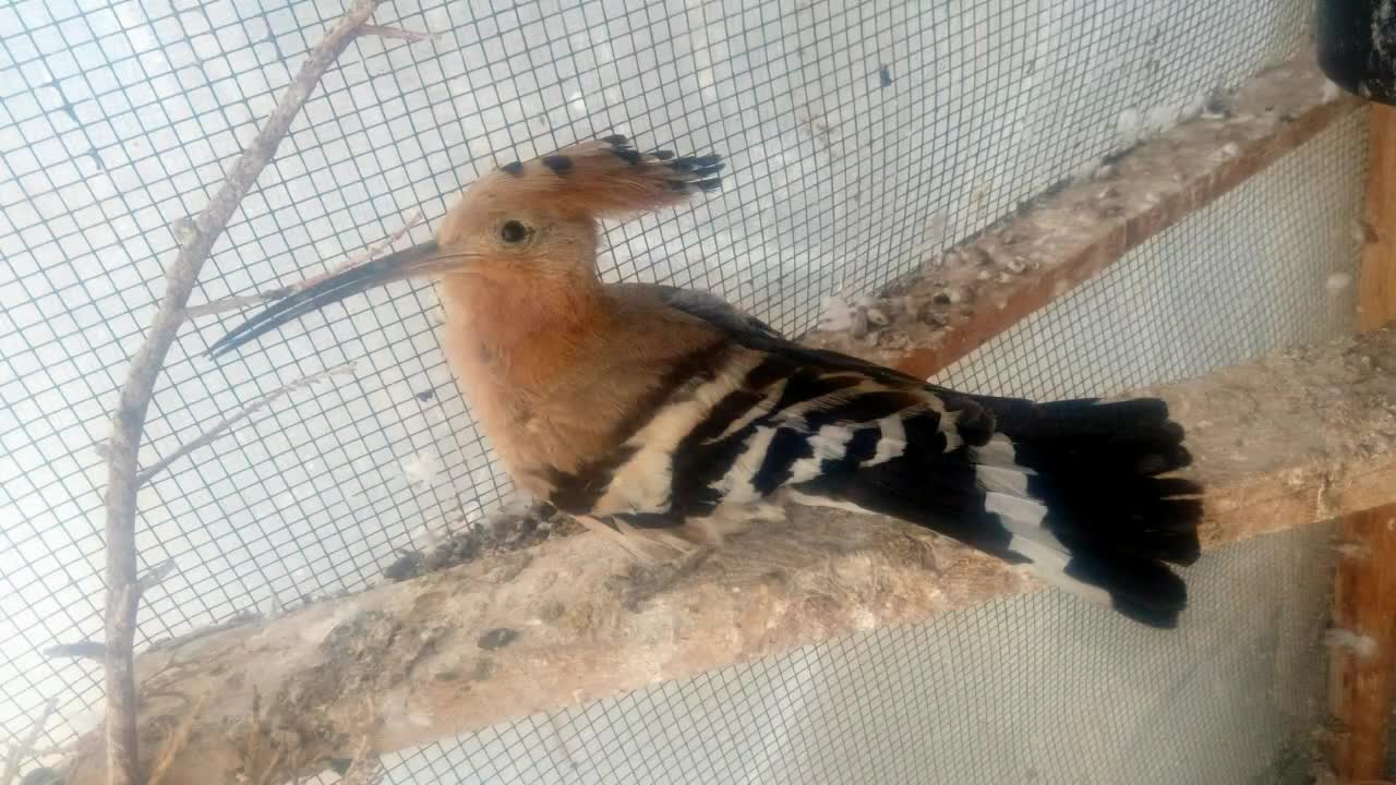 Hunting the hoopoe