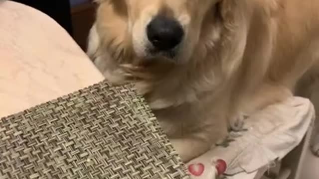 How to be a Good Boy _ Golden Retriever Puppy