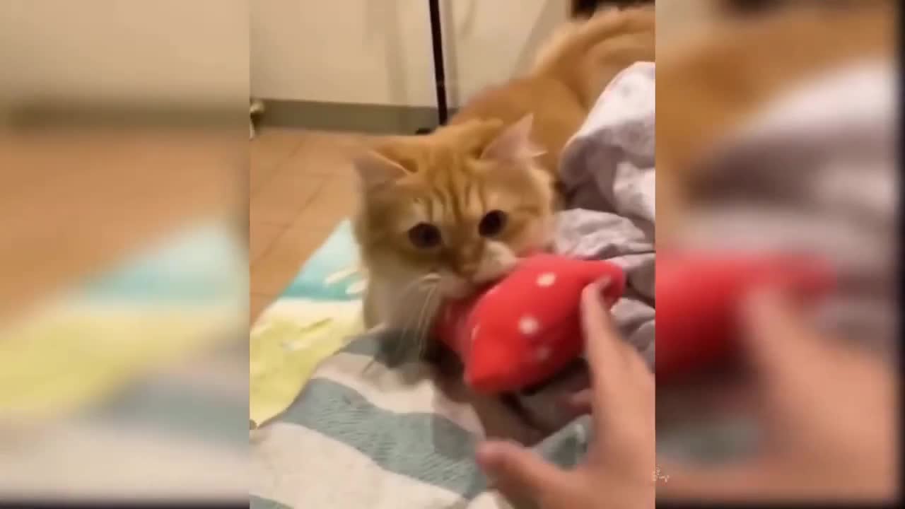 Cat is Playing Happily