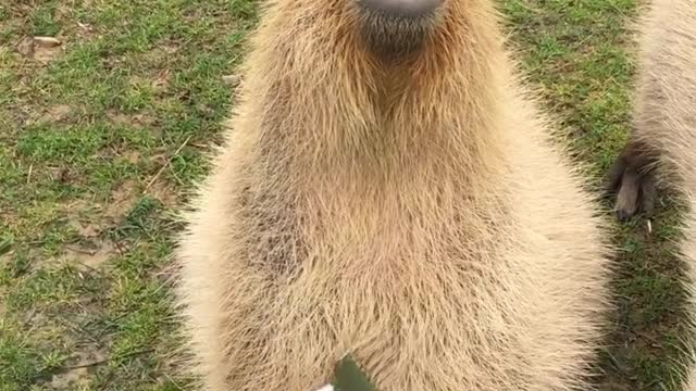 Capybaras Think They Are In Heaven While Being Scratched