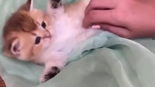 funny cat