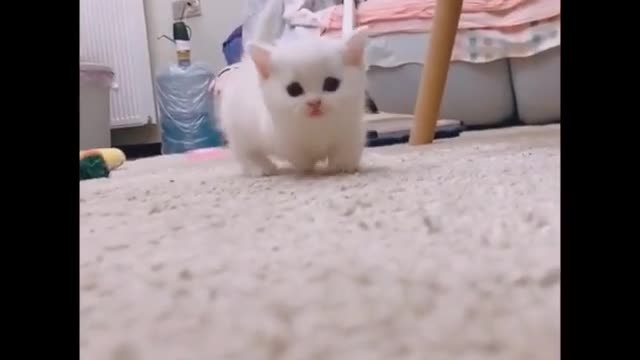 Funny Animals that Will Make Your Day 😂Funny And Cute Cat Videos
