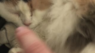 Booping my floof