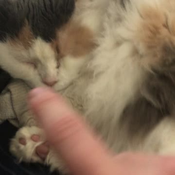 Booping my floof