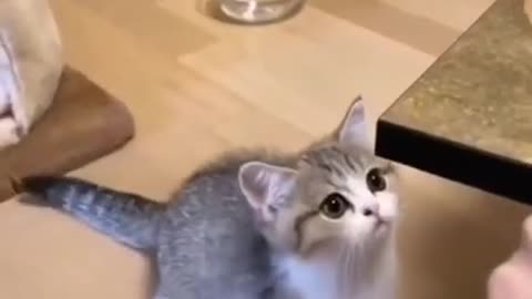 Funny cute cats