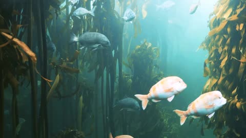 Fish🥀all🕊beautiful sea🥀queen\\ best videos