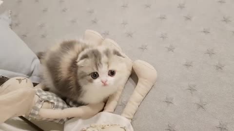 Cutest fluffy kitten loving life!