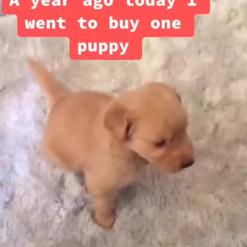 Adopts puppy, ends up with the whole family