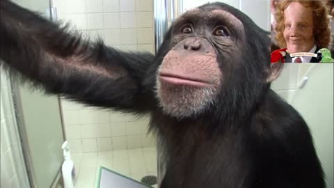 Chimpanzee Taking a Dump