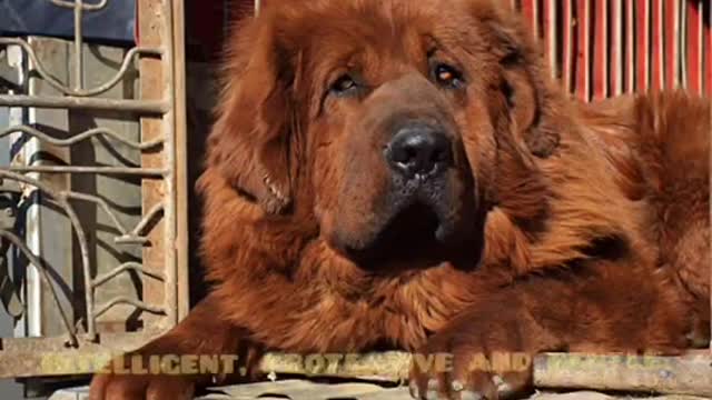 Largest dog in the World Tibetan mastiff