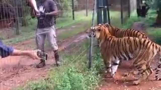 #Tiger shots video