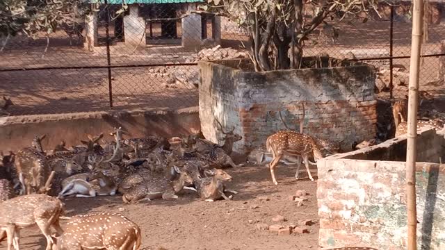Ex situ conservation of Deer