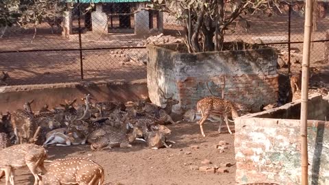 Ex situ conservation of Deer