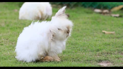 Cute Easter Bunny Rabbit Eating Grass