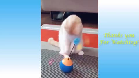Videos with funny animals filmed in 2021 part 3