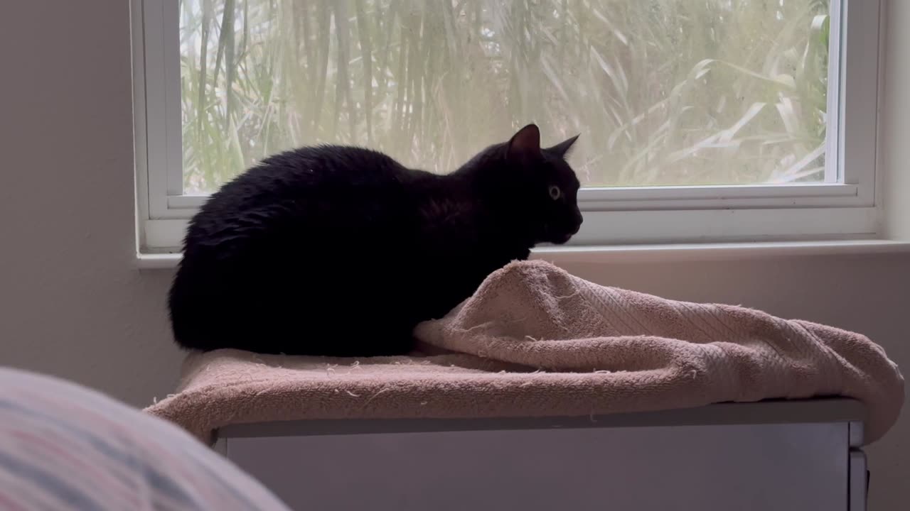 Adopting a Cat from a Shelter Vlog - Cute Precious Piper Watches the Storm from a Snug Spot