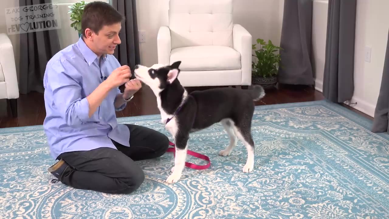 How to Teach your Puppy to Listen When they Won't!