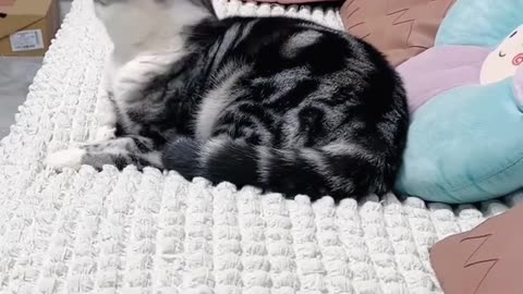Cat & dogs