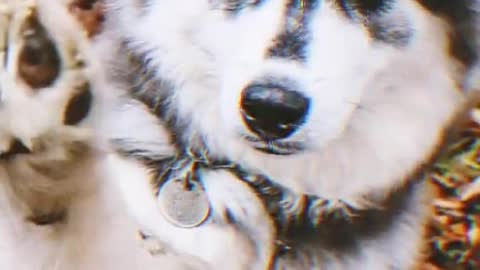 siberian husky