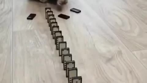 Funny cat video