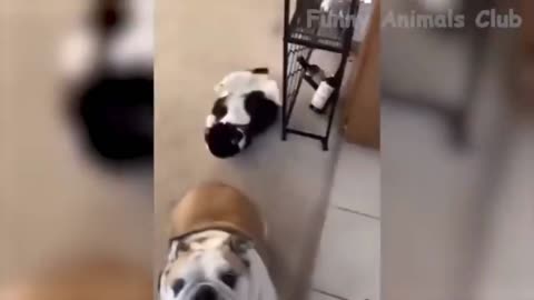 So funny cat