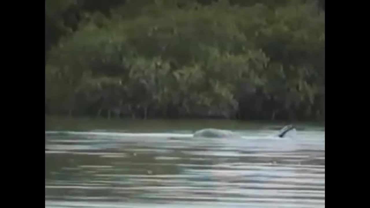 5 SEA SERPENT CAUGHT ON CAMERA