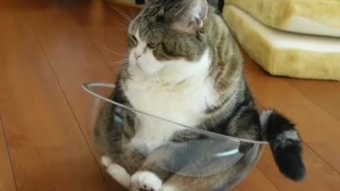 Cat rocks around in glass bowl