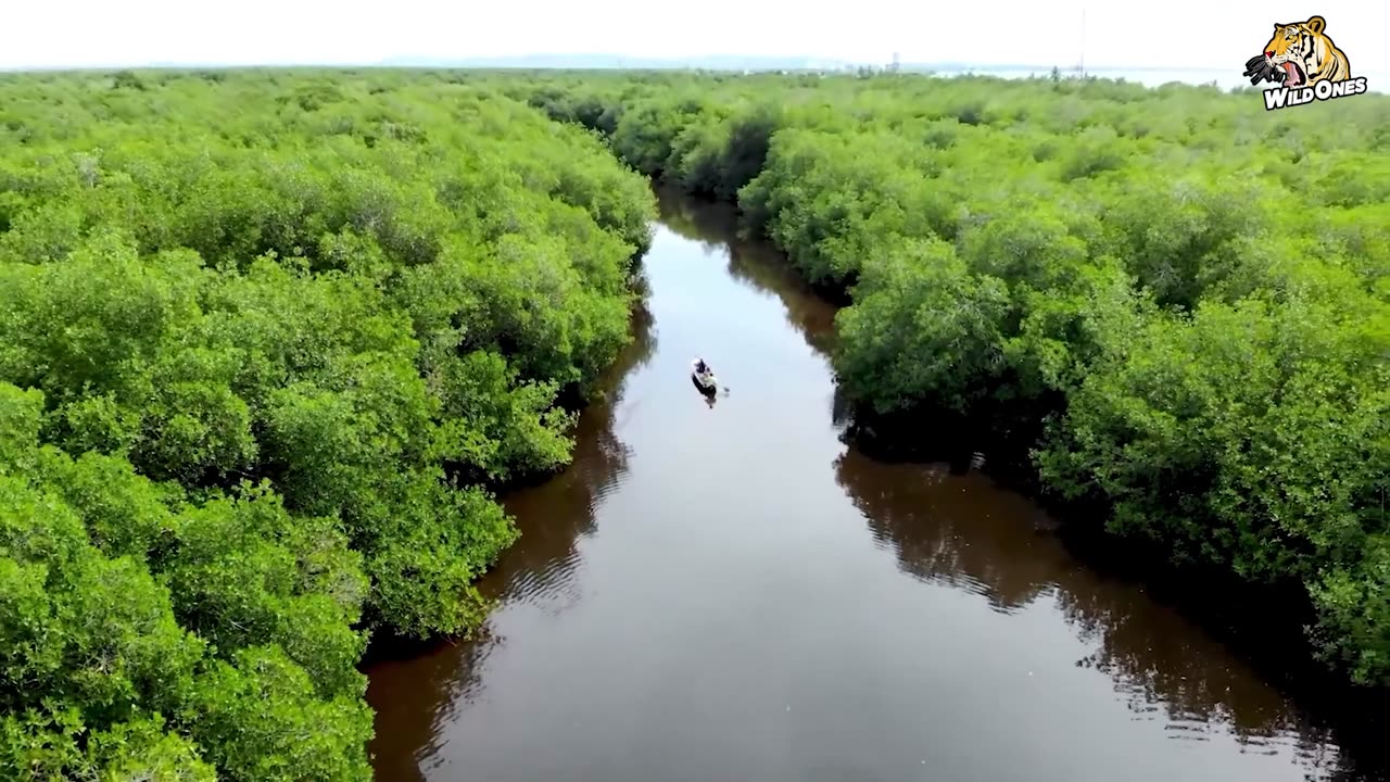 Witness the Power and Ferocity of Piranhas - Piranha Documentary