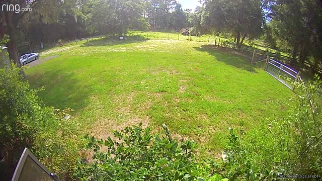 Aggressive Deer Chases Down Two Dogs in Yard