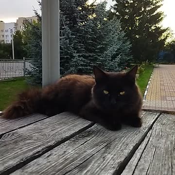 Black Cat with Glowing Eyes