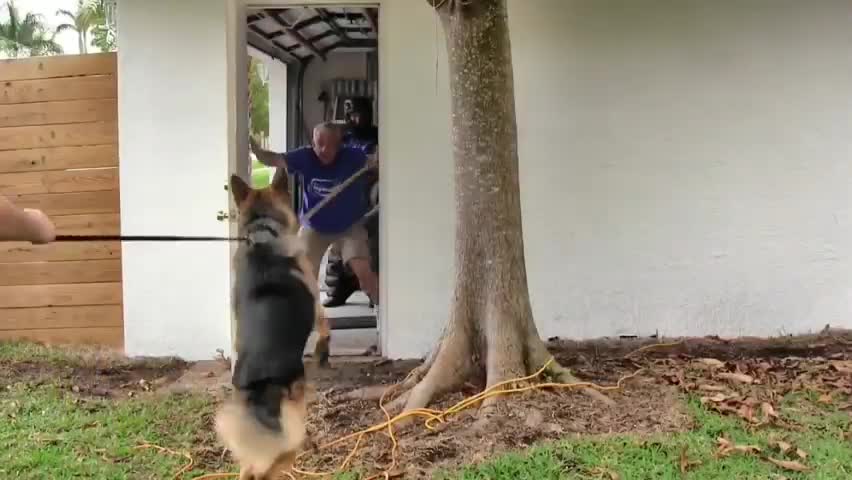 How To Make Your Dog Become Aggressive With Few Simple Tips