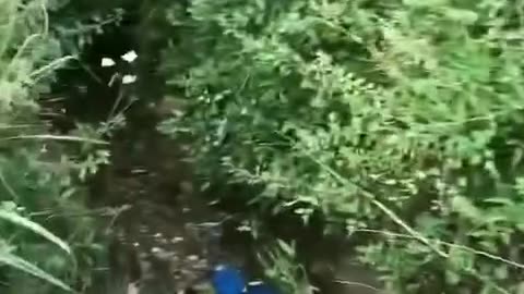 Postriba 1