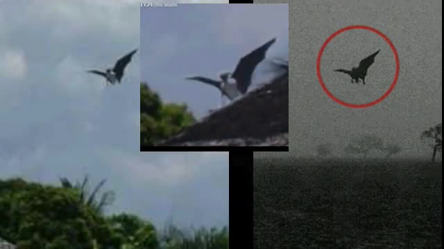 Real manananggal captured on camera-Real or Fake?