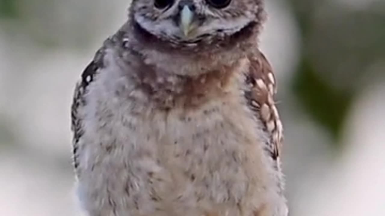Owl Dancing