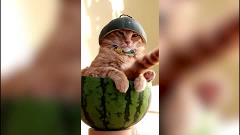 Cat and watermelon #FunnyPets #shorts