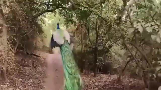 A peacock taking flight in Ranthambore tiger reserve